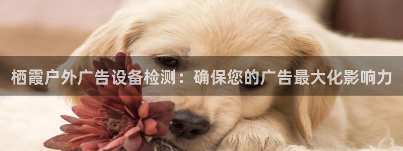 杏宇平台怎么样赚钱